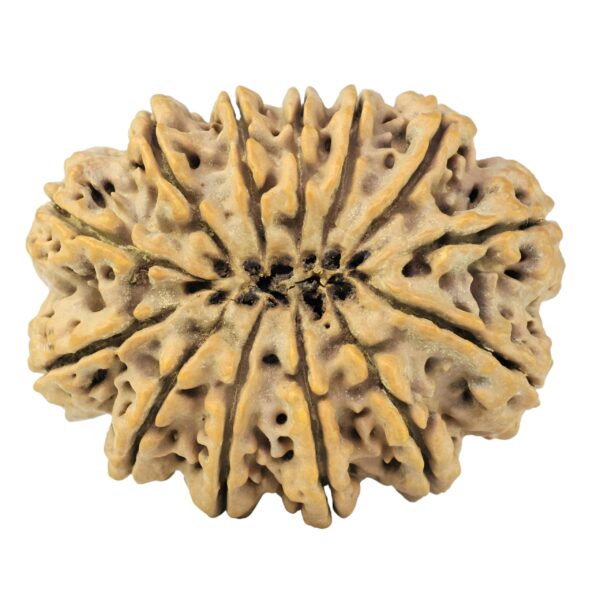 13 Mukhi Rudraksha 39.1mm 9.9gm - Rudraksha back