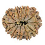 12 Mukhi Rudraksha 24.7mm 3.62gm - Rudraksha back