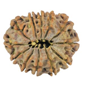 12 Mukhi Rudraksha 24.7mm 3.62gm - Rudraksha back