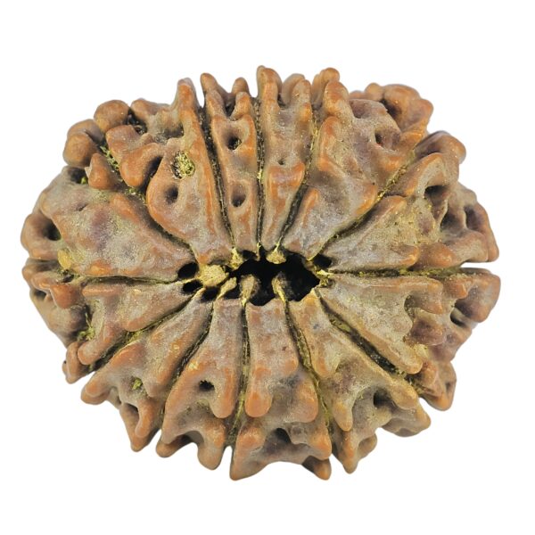 12 Mukhi Rudraksha 24.7mm 3.62gm - Rudraksha back
