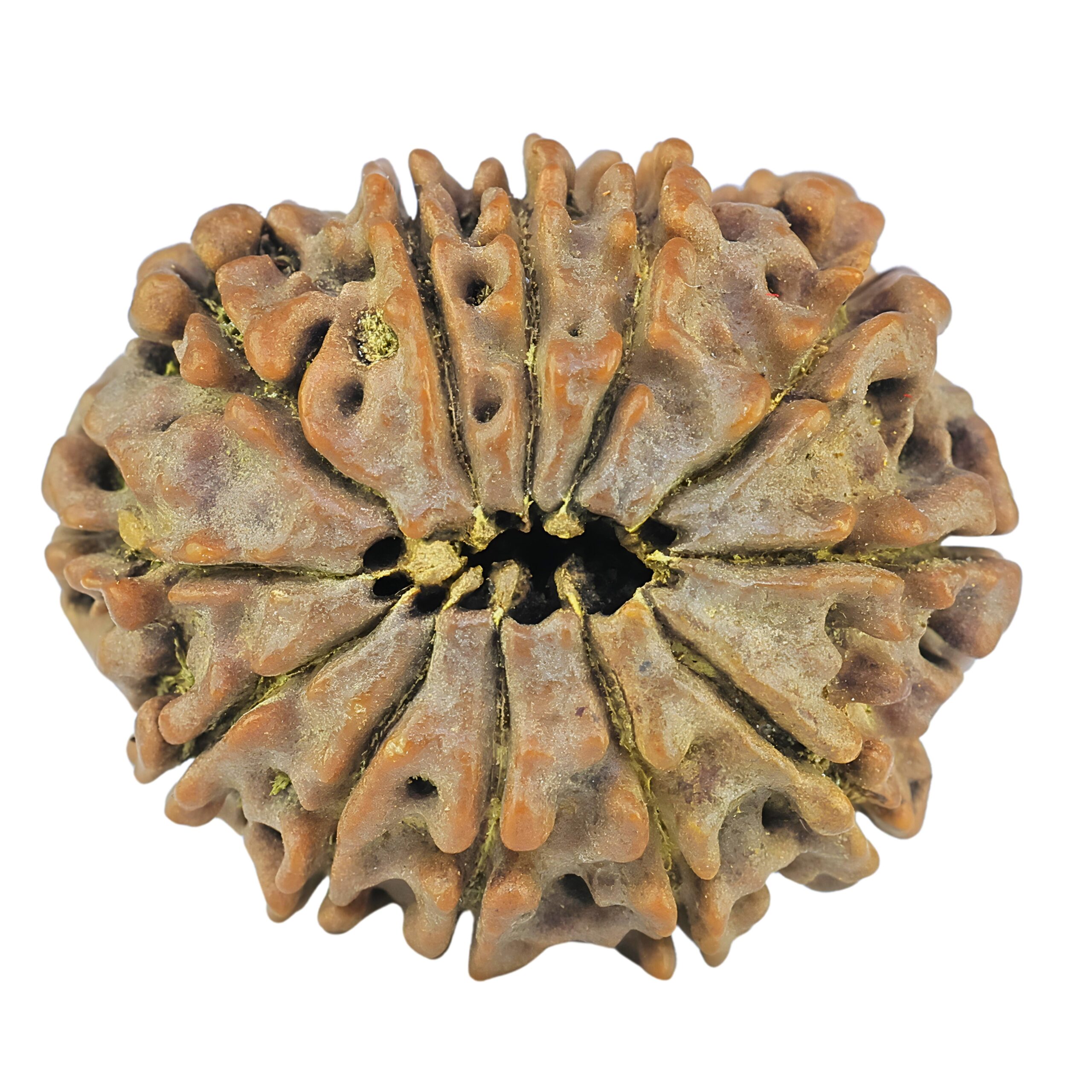 12 Mukhi Rudraksha 24.7mm 3.62gm - Rudraksha back