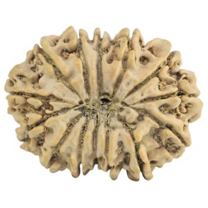 14 Mukhi Rudraksha 29.5mm 4.63gm - Rudraksha back