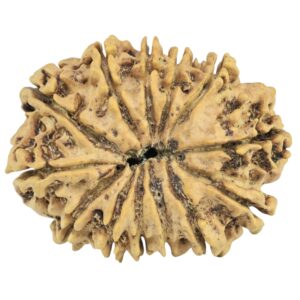 13 Mukhi Rudraksha 27.7mm 3.34gm - Rudraksha back