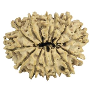 14 Mukhi Rudraksha 25.8mm 2.79gm - Rudraksha back