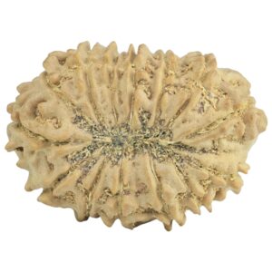 14 Mukhi Rudraksha 25.4mm 2.76gm - Rudraksha back