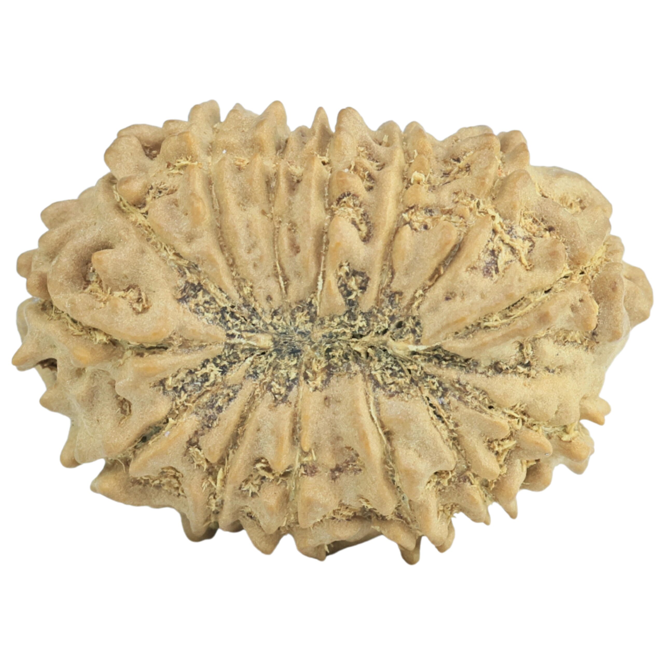 14 Mukhi Rudraksha 25.4mm 2.76gm - Rudraksha back