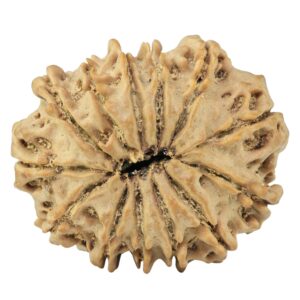 13 Mukhi Rudraksha 27.6mm 4.42gm - Rudraksha back