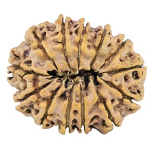 13 Mukhi Rudraksha 31.1mm 4.75gm - Rudraksha back