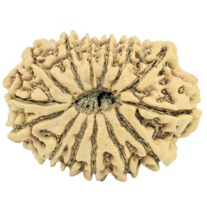 14 Mukhi Rudraksha 28mm 3.2gm - Rudraksha back