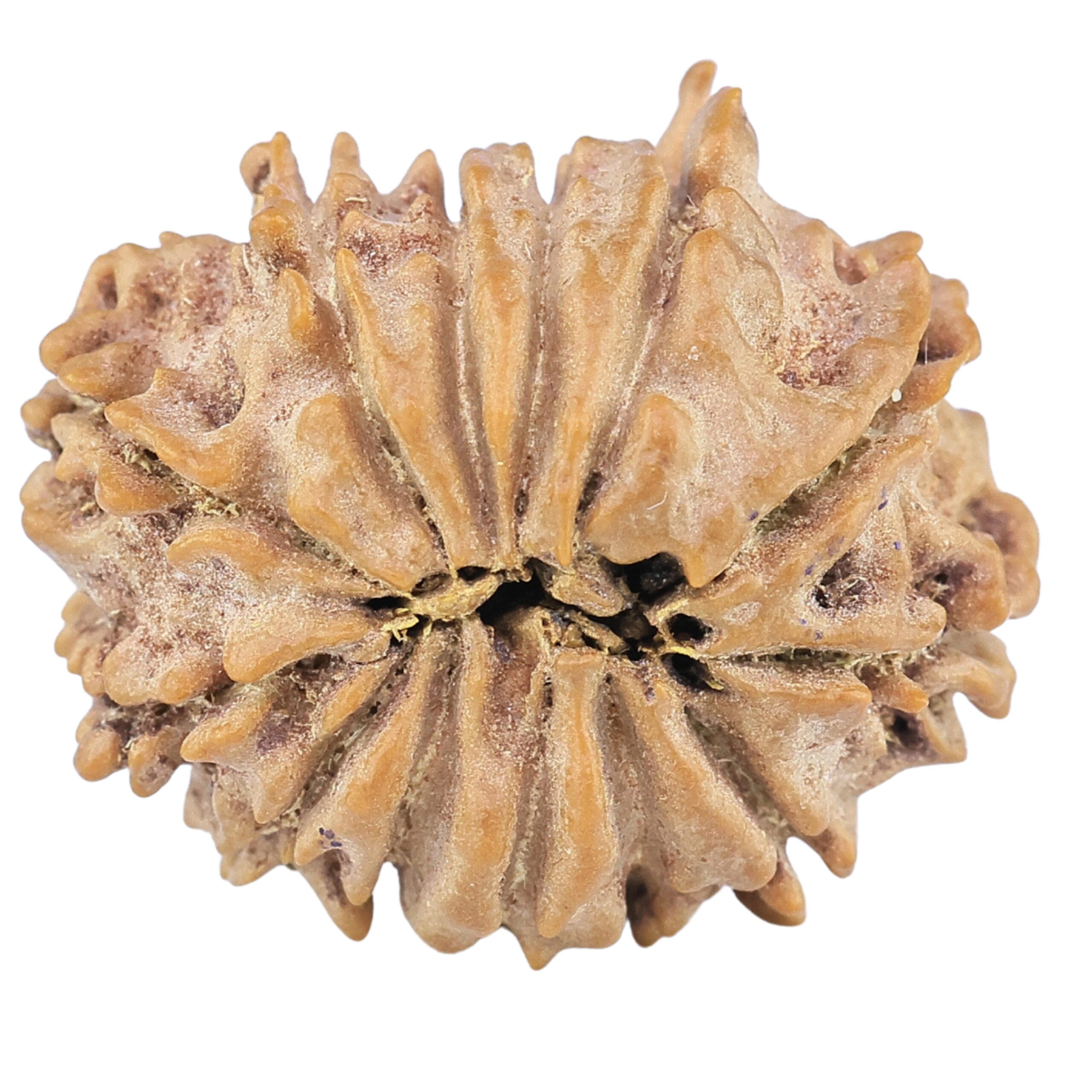 13 Mukhi Rudraksha 22.3mm 2.92gm - Rudraksha back