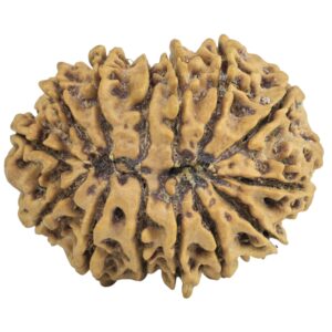 14 Mukhi Rudraksha 26.3mm 3.53gm - Rudraksha back