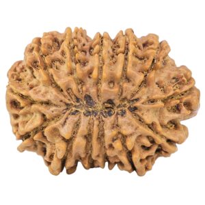 13 Mukhi Rudraksha 34.2mm 7.45gm - Rudraksha back