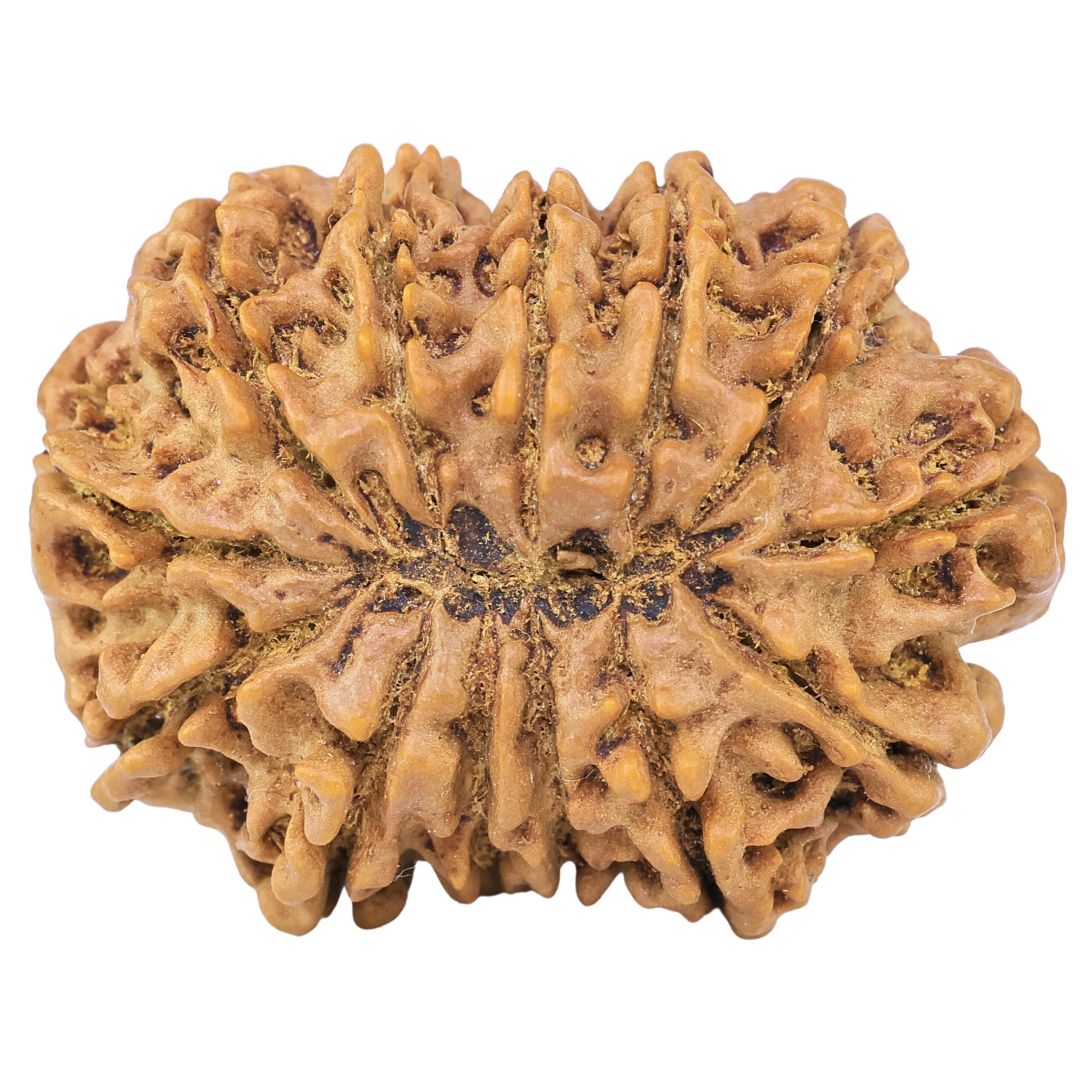 13 Mukhi Rudraksha 34.2mm 7.45gm - Rudraksha back