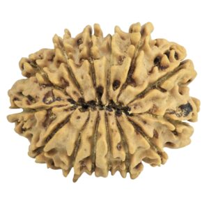 14 Mukhi Rudraksha 26.7mm 3.65gm - Rudraksha back