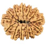 13 Mukhi Rudraksha 32.3mm 6.59gm - Rudraksha back