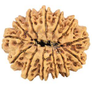 13 Mukhi Rudraksha 32.3mm 6.59gm - Rudraksha back
