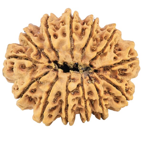 13 Mukhi Rudraksha 32.3mm 6.59gm - Rudraksha back