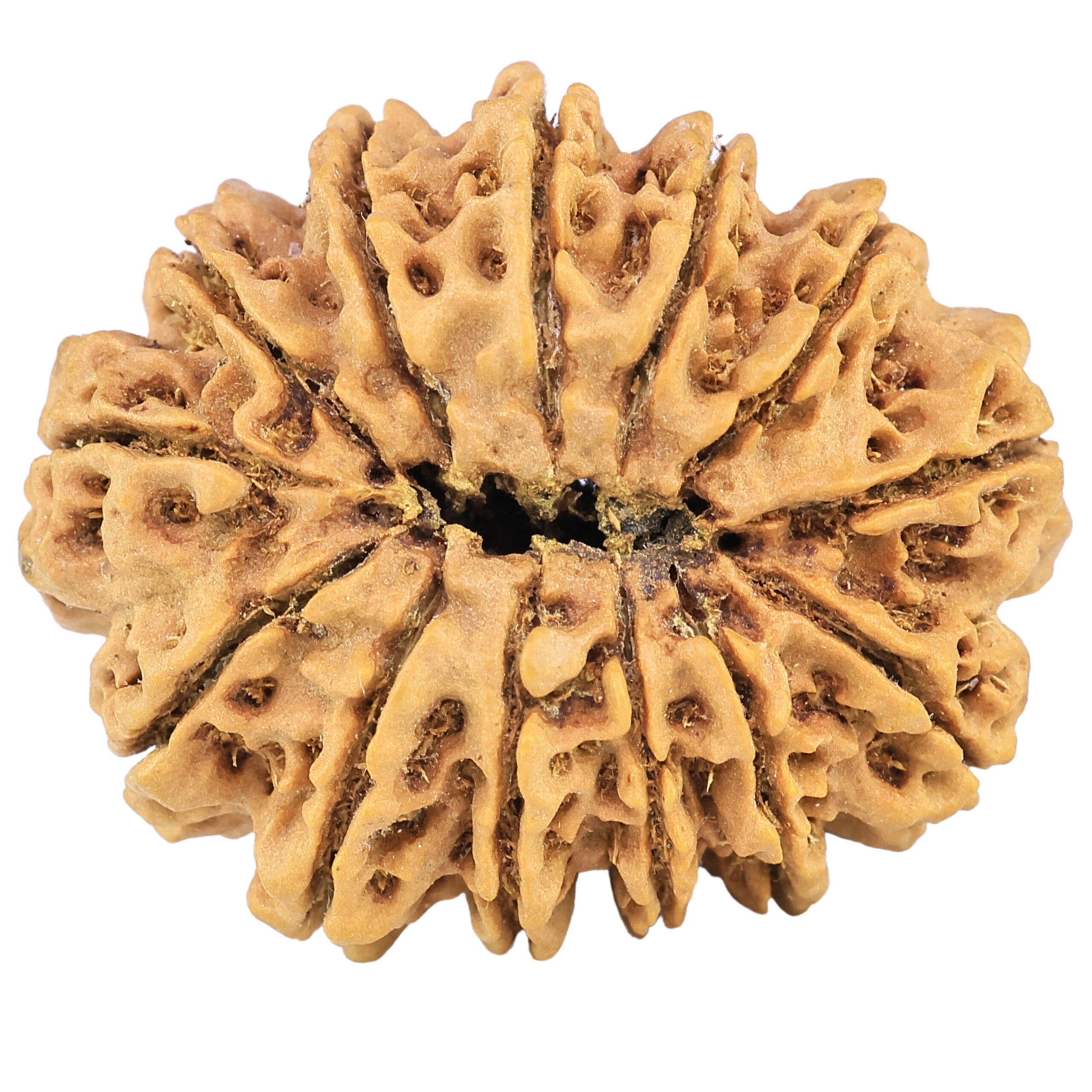 13 Mukhi Rudraksha 32.3mm 6.59gm - Rudraksha back