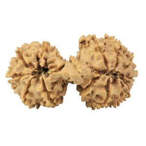 14 Mukhi Gaurishankar 34.3mm 4.29gm - Rudraksha back