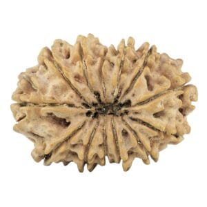 13 Mukhi Rudraksha 26.6mm 3.1gm - Rudraksha back