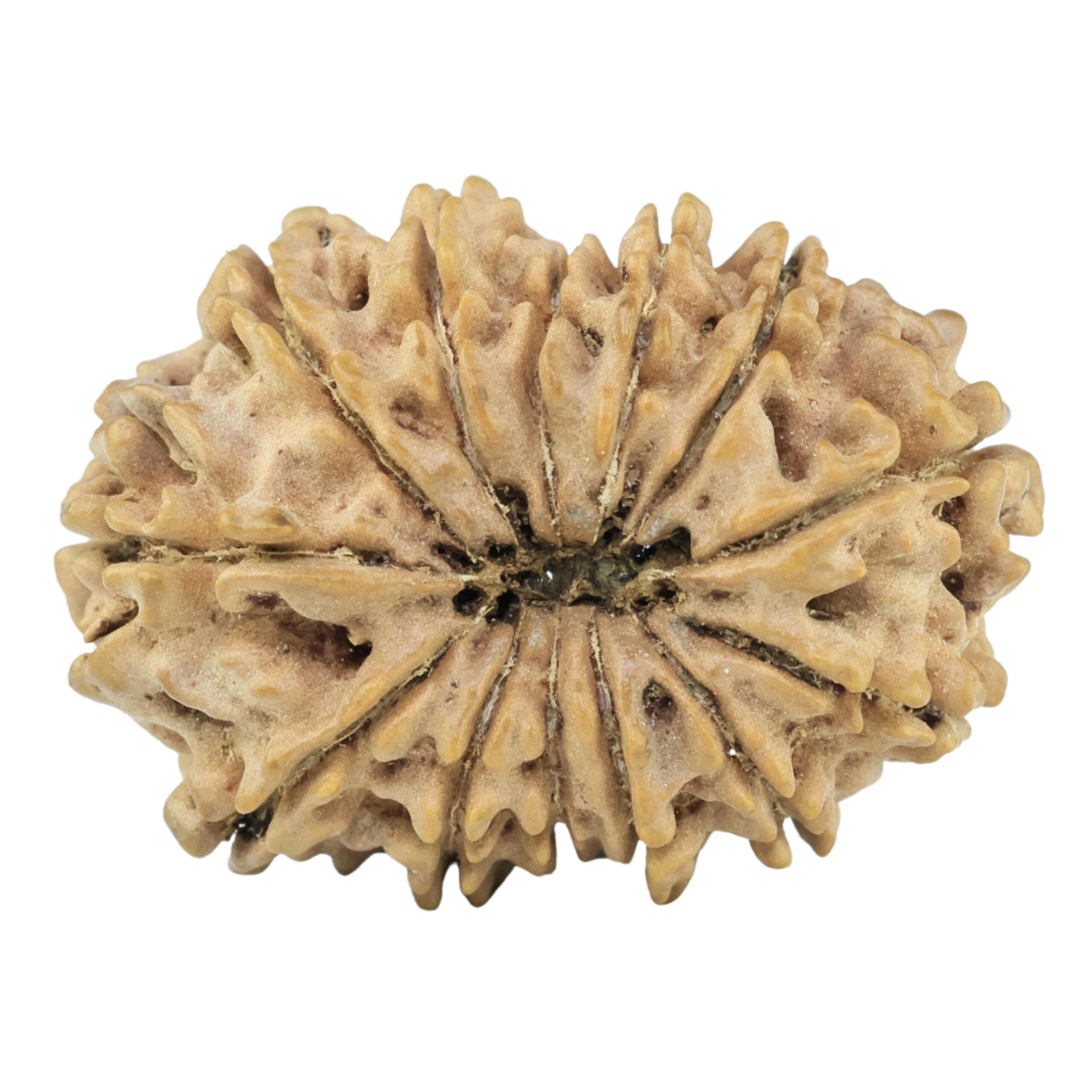 13 Mukhi Rudraksha 26.6mm 3.1gm - Rudraksha back