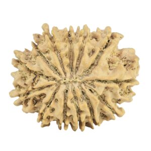13 Mukhi Rudraksha 27.4mm 3.74gm - Rudraksha back
