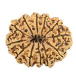 12 Mukhi Rudraksha 29.3mm 4.06gm - Rudraksha back