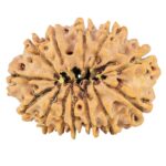 13 Mukhi Rudraksha 33mm 7gm - Origin: Nepal - Rudraksha back