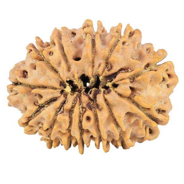 13 Mukhi Rudraksha 33mm 7gm - Origin: Nepal - Rudraksha back