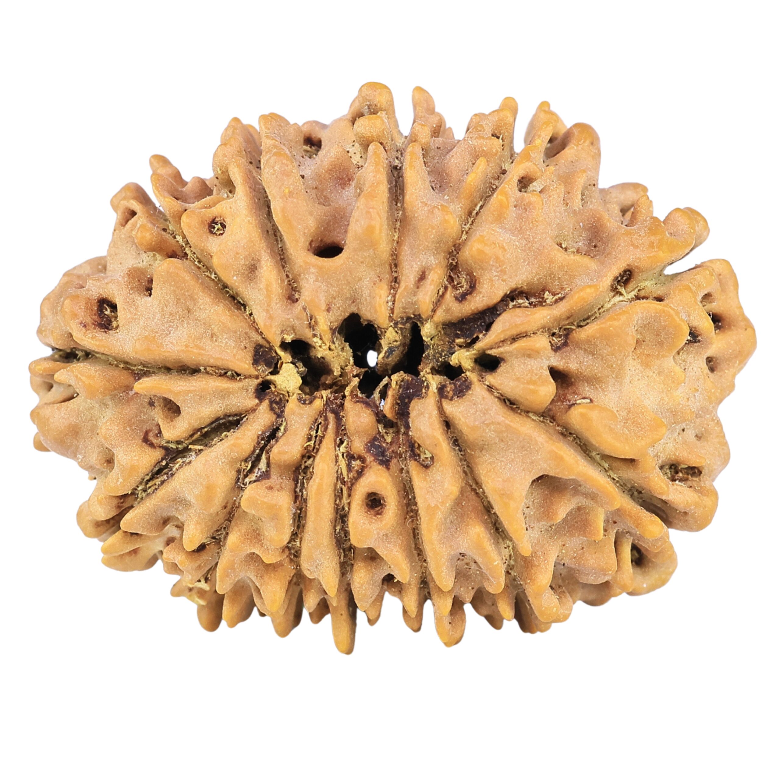 13 Mukhi Rudraksha 33mm 7gm - Origin: Nepal - Rudraksha back