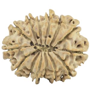 14 Mukhi Rudraksha 24.4mm 3gm - Rudraksha back