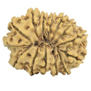 14 Mukhi Rudraksha 26mm 3.68gm - Rudraksha back