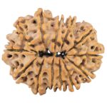 13 Mukhi Rudraksha 33.1mm 6.57gm - Rudraksha back