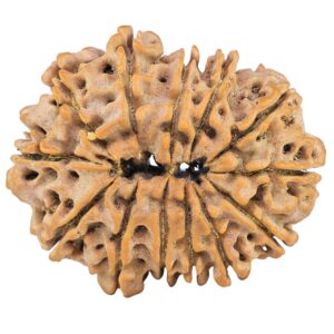 13 Mukhi Rudraksha 33.1mm 6.57gm - Rudraksha back