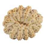 13 Mukhi Rudraksha 35mm 9.35gm - Rudraksha back