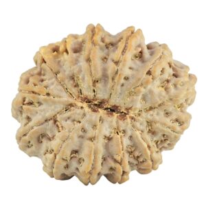 13 Mukhi Rudraksha 35mm 9.35gm - Rudraksha back