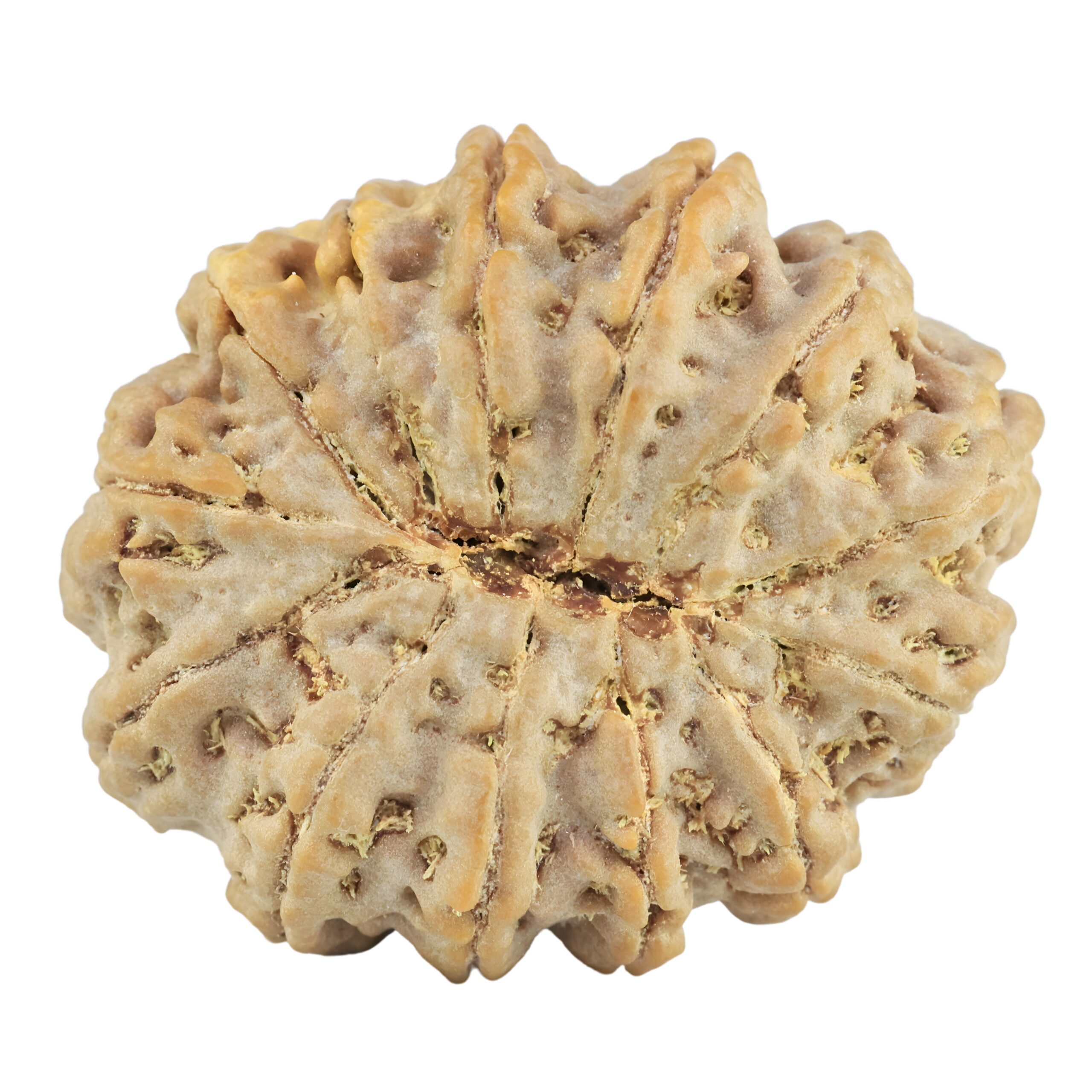 13 Mukhi Rudraksha 35mm 9.35gm - Rudraksha back