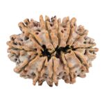 12 Mukhi Rudraksha 31.3mm 5.82gm - Rudraksha back