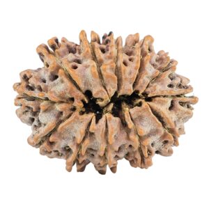 12 Mukhi Rudraksha 31.3mm 5.82gm - Rudraksha back