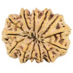 13 Mukhi Rudraksha 32.7mm 6.46gm - Rudraksha back