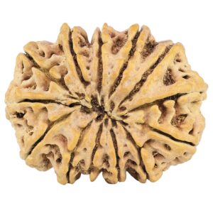 13 Mukhi Rudraksha 32.7mm 6.46gm - Rudraksha back