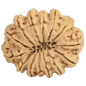 14 Mukhi Rudraksha 30.8mm 6.6gm - Rudraksha back