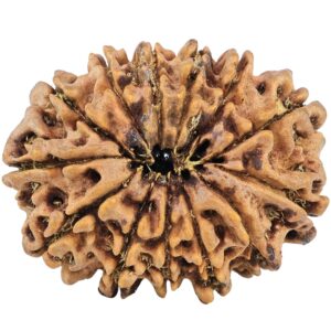 13 Mukhi Rudraksha 32.4mm 6.84gm - Rudraksha back