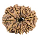 12 Mukhi Rudraksha 26.1mm 3.84gm - Rudraksha back