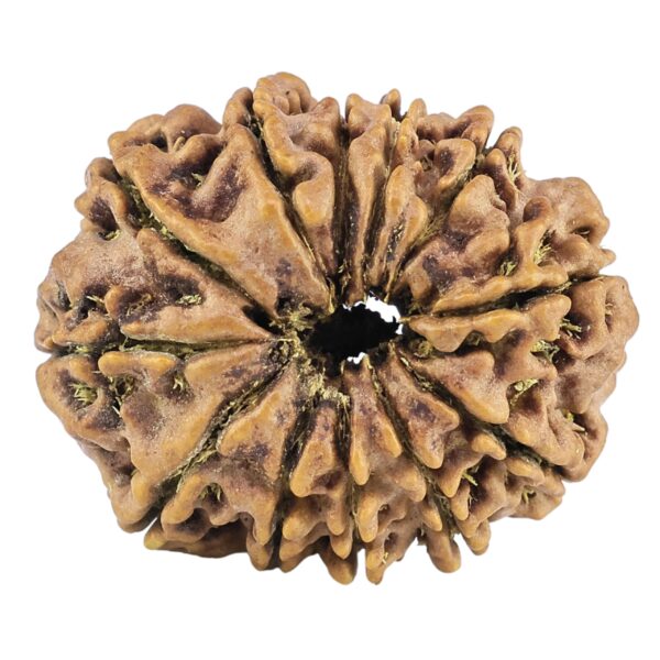 12 Mukhi Rudraksha 26.1mm 3.84gm - Rudraksha back
