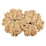 13 Mukhi Gaurishankar 30.5mm 4.4gm - Rudraksha back