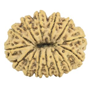 14 Mukhi Rudraksha 32.5mm 7.2gm - Rudraksha back