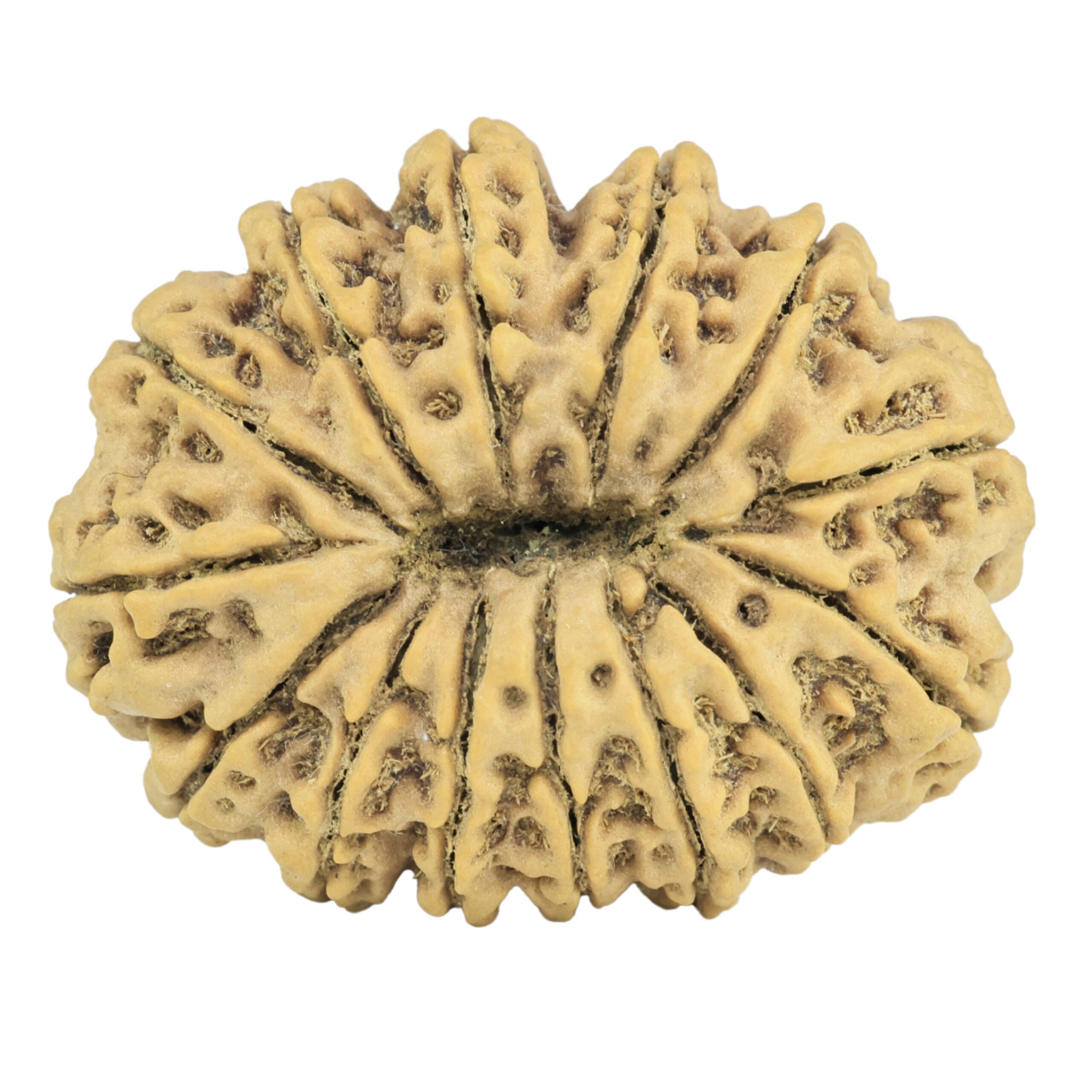 14 Mukhi Rudraksha 32.5mm 7.2gm - Rudraksha back