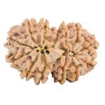 13 Mukhi Gaurishankar 31.2mm 6.88gm - Rudraksha back