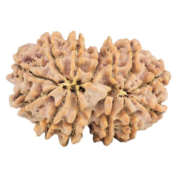 13 Mukhi Gaurishankar 31.2mm 6.88gm - Rudraksha back